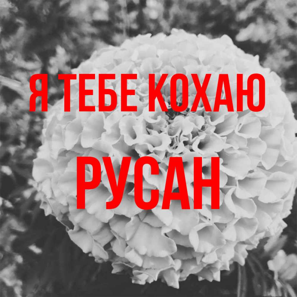 Открытка на каждый день з підписом, Русан Я тебе кохаю подпись Прикольна листівка з побажанням онлайн скачати безкоштовно 