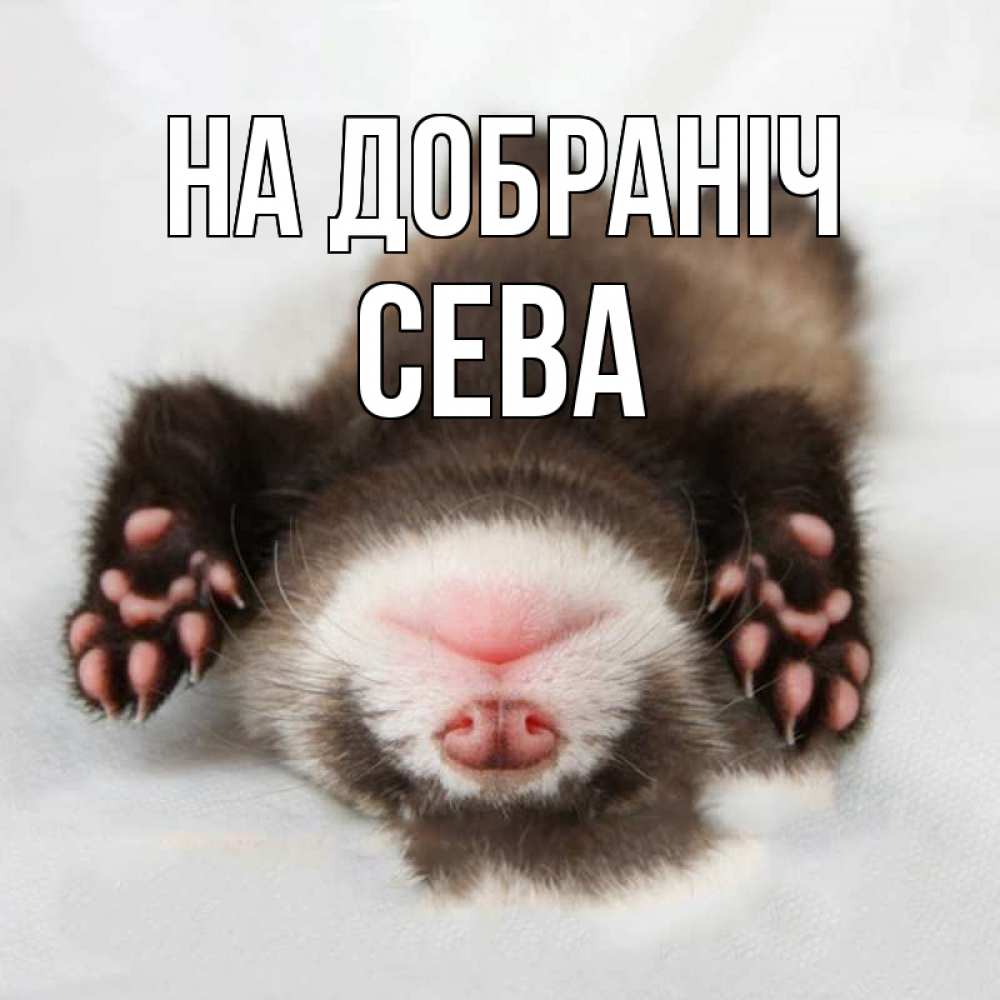 Открытка на каждый день з підписом, Сева На добраніч зверек Прикольна листівка з побажанням онлайн скачати безкоштовно 