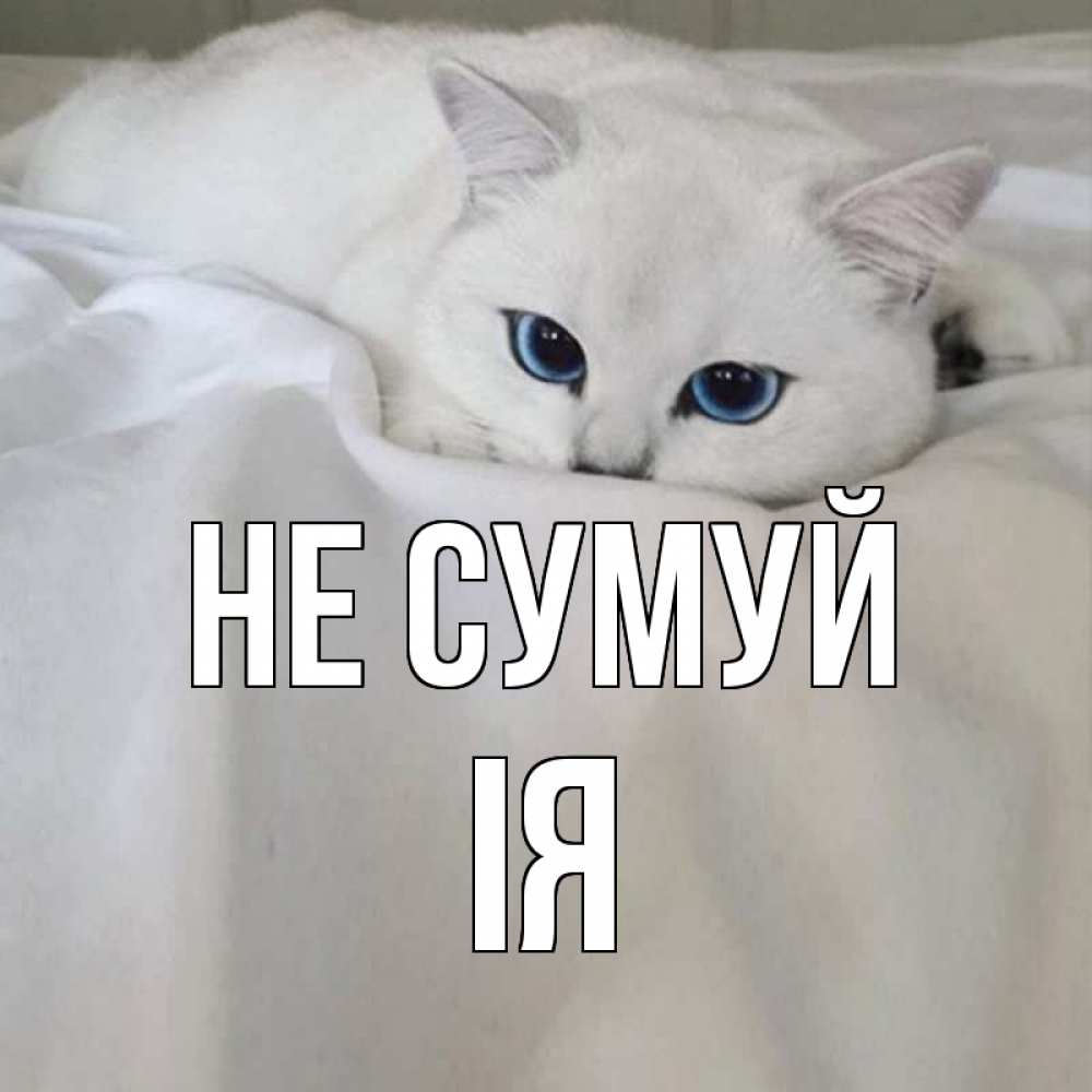 Открытка на каждый день з підписом, Ія Не сумуй белый кот с голубыми глазами на белоснежной кровати Прикольна листівка з побажанням онлайн скачати безкоштовно 
