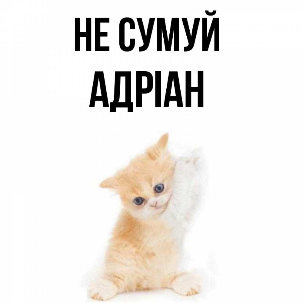 Открытка на каждый день з підписом, Адріан Не сумуй просящий кот Прикольна листівка з побажанням онлайн скачати безкоштовно 