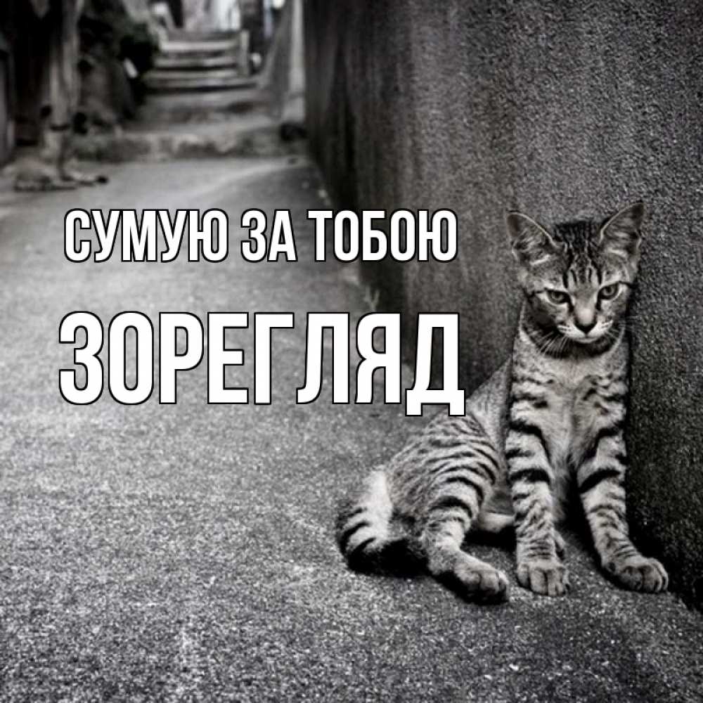 Открытка на каждый день з підписом, Зорегляд Сумую за тобою одиноко котику Прикольна листівка з побажанням онлайн скачати безкоштовно 