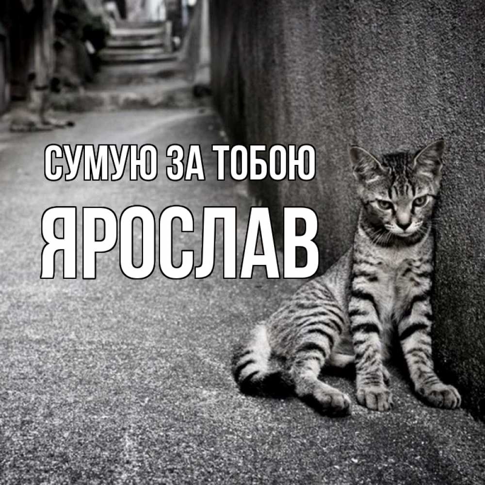 Открытка на каждый день з підписом, Ярослав Сумую за тобою одиноко котику Прикольна листівка з побажанням онлайн скачати безкоштовно 
