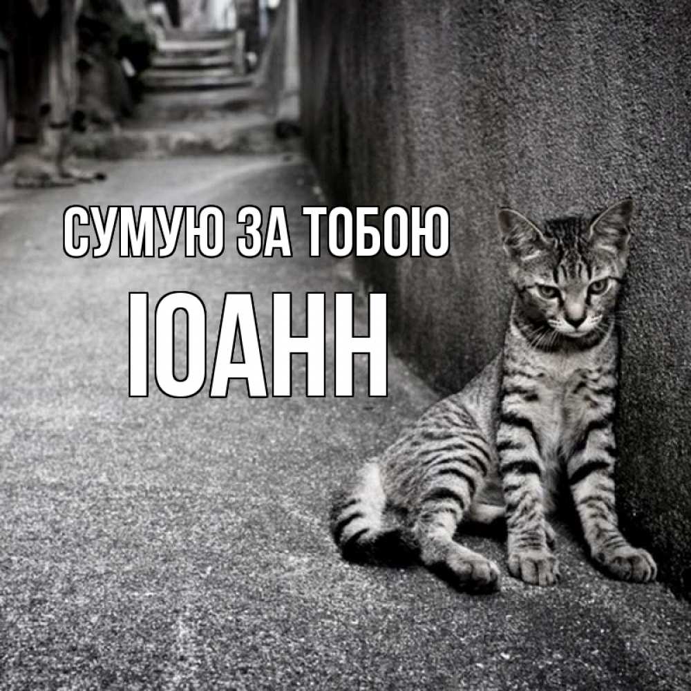 Открытка на каждый день з підписом, Іоанн Сумую за тобою одиноко котику Прикольна листівка з побажанням онлайн скачати безкоштовно 