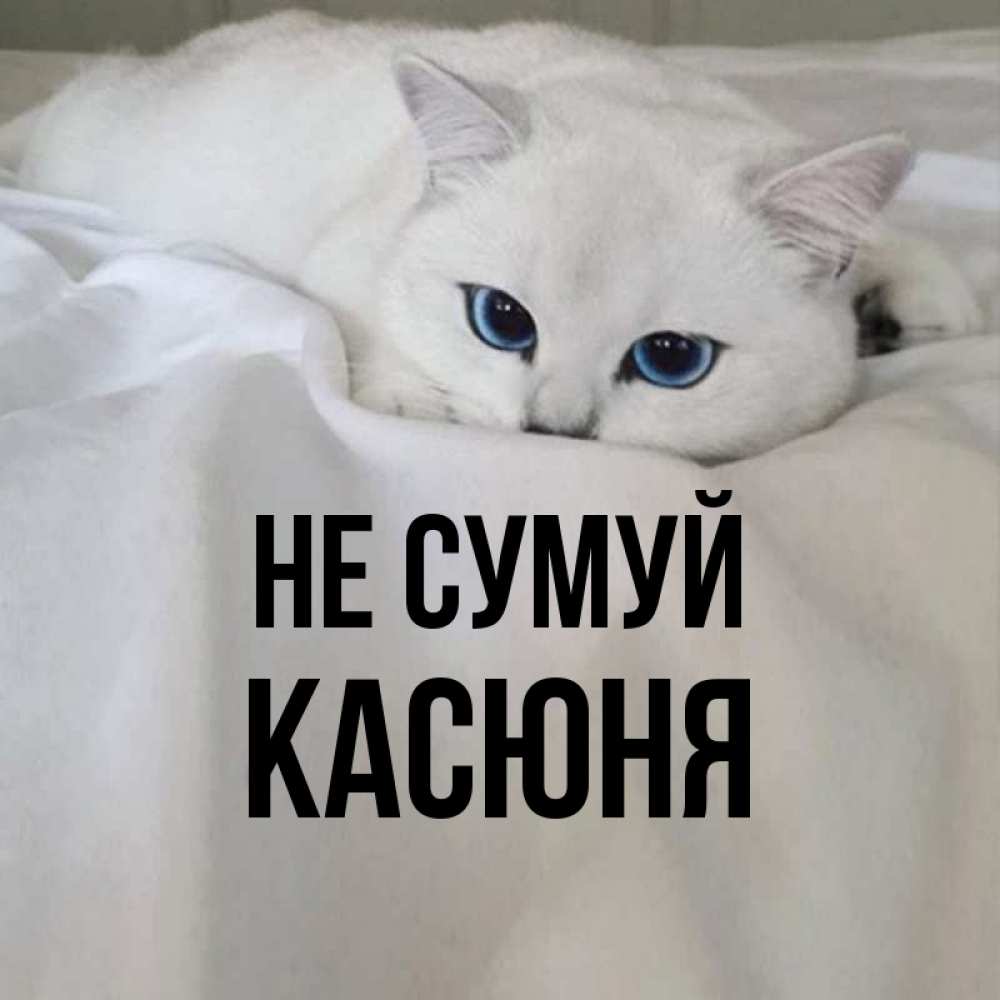 Открытка на каждый день з підписом, Касюня Не сумуй Голубоглазая кошка Прикольна листівка з побажанням онлайн скачати безкоштовно 