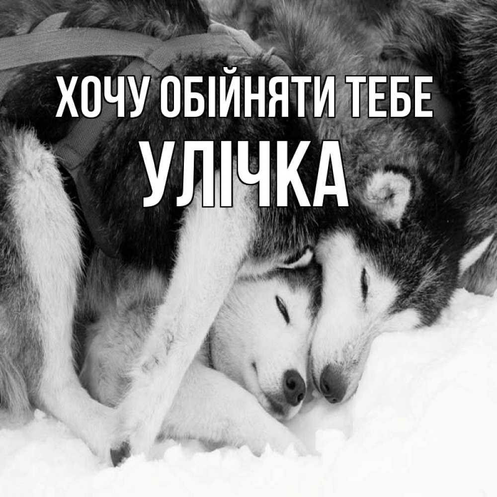 Открытка на каждый день з підписом, Улічка Хочу обійняти тебе собачки в упряжке Прикольна листівка з побажанням онлайн скачати безкоштовно 