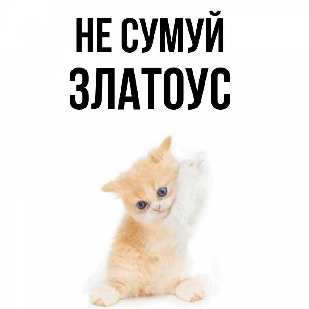 Открытка на каждый день з підписом, Златоус Не сумуй просящий кот Прикольна листівка з побажанням онлайн скачати безкоштовно 