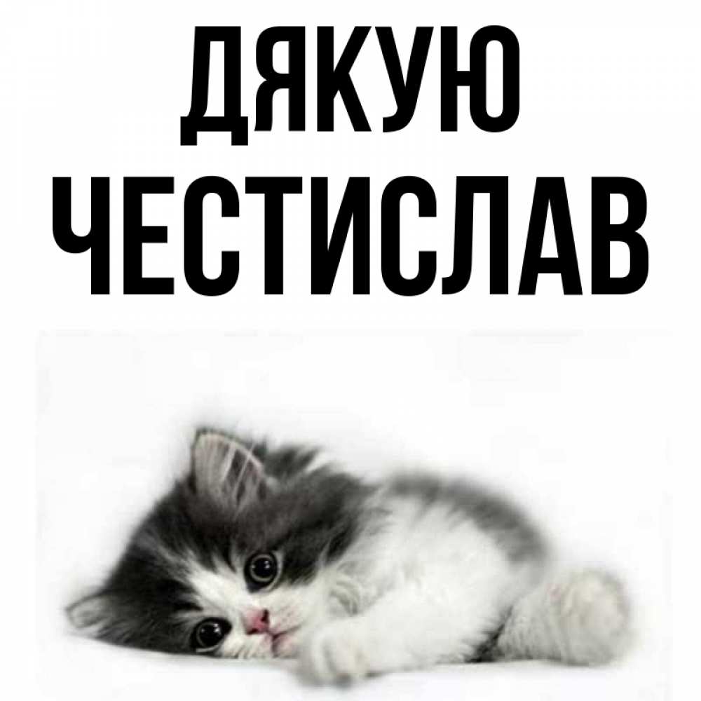 Открытка на каждый день з підписом, Честислав Дякую черный и белый кот Прикольна листівка з побажанням онлайн скачати безкоштовно 