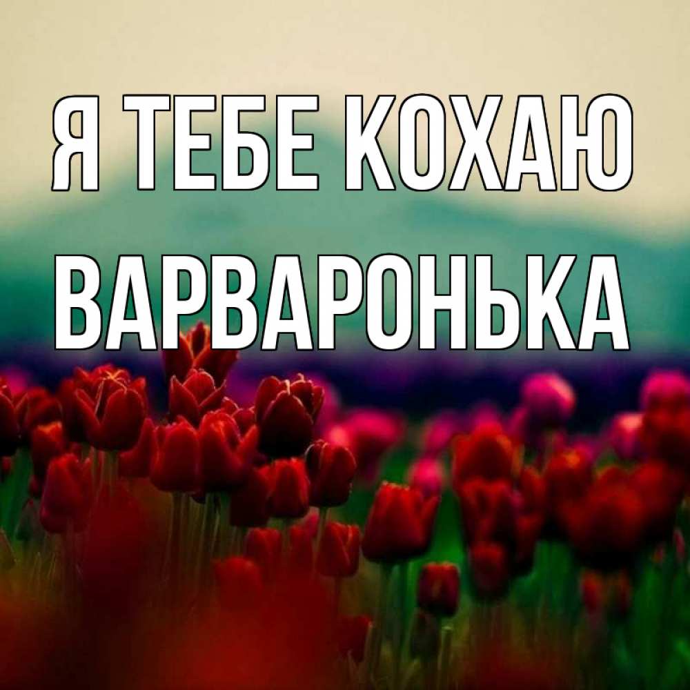 Открытка на каждый день з підписом, Варваронька Я тебе кохаю тюльпаны 4 Прикольна листівка з побажанням онлайн скачати безкоштовно 