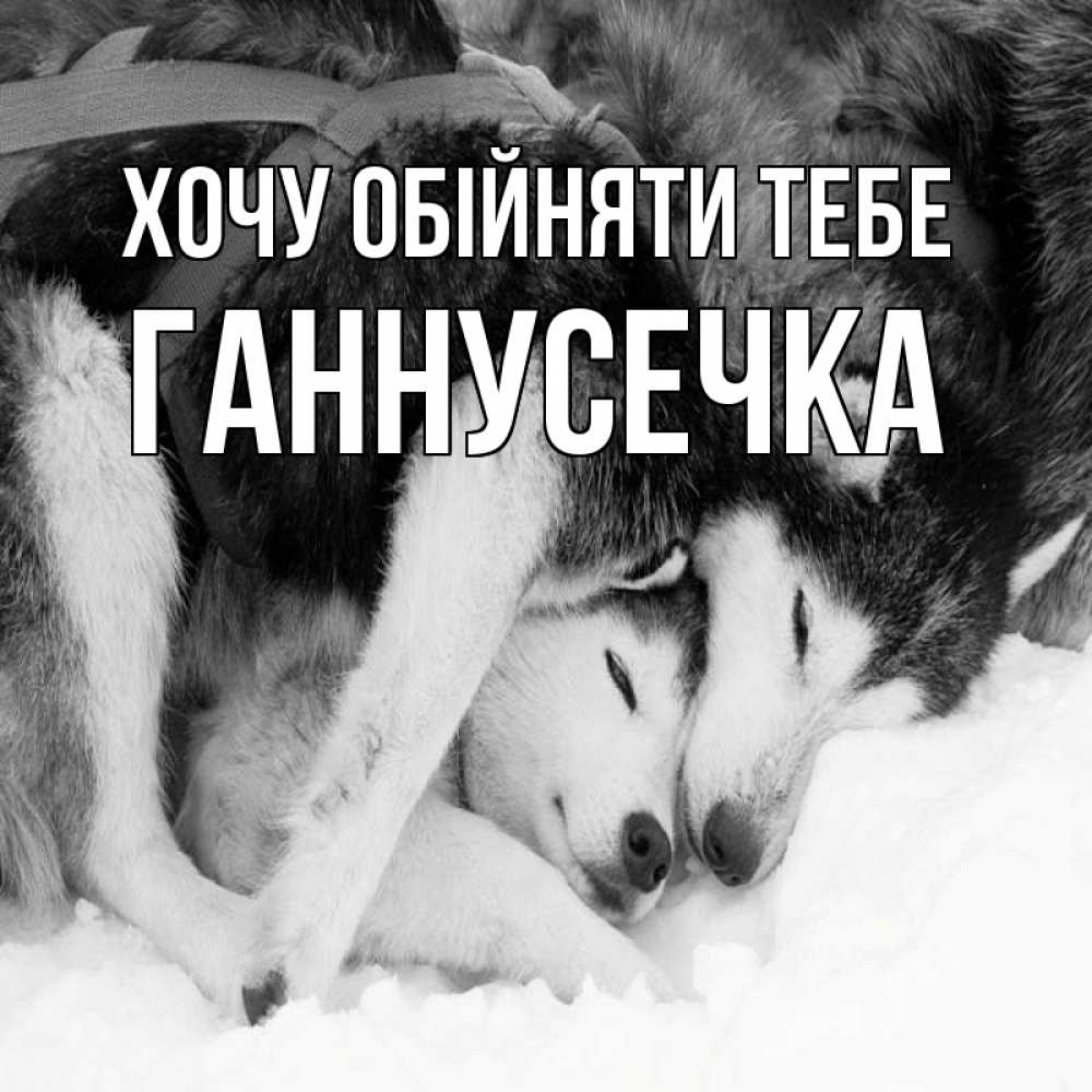Открытка на каждый день з підписом, Ганнусечка Хочу обійняти тебе собачки в упряжке Прикольна листівка з побажанням онлайн скачати безкоштовно 