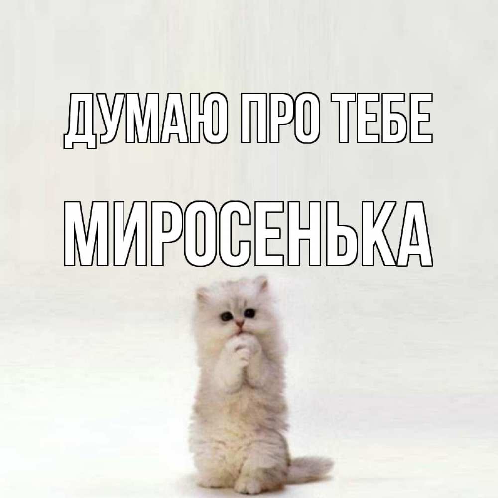 Открытка на каждый день з підписом, Миросенька Думаю про тебе кот стоит на задних лапах Прикольна листівка з побажанням онлайн скачати безкоштовно 