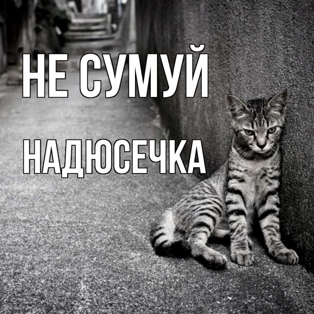 Открытка на каждый день з підписом, Надюсечка Не сумуй скучающий котик Прикольна листівка з побажанням онлайн скачати безкоштовно 