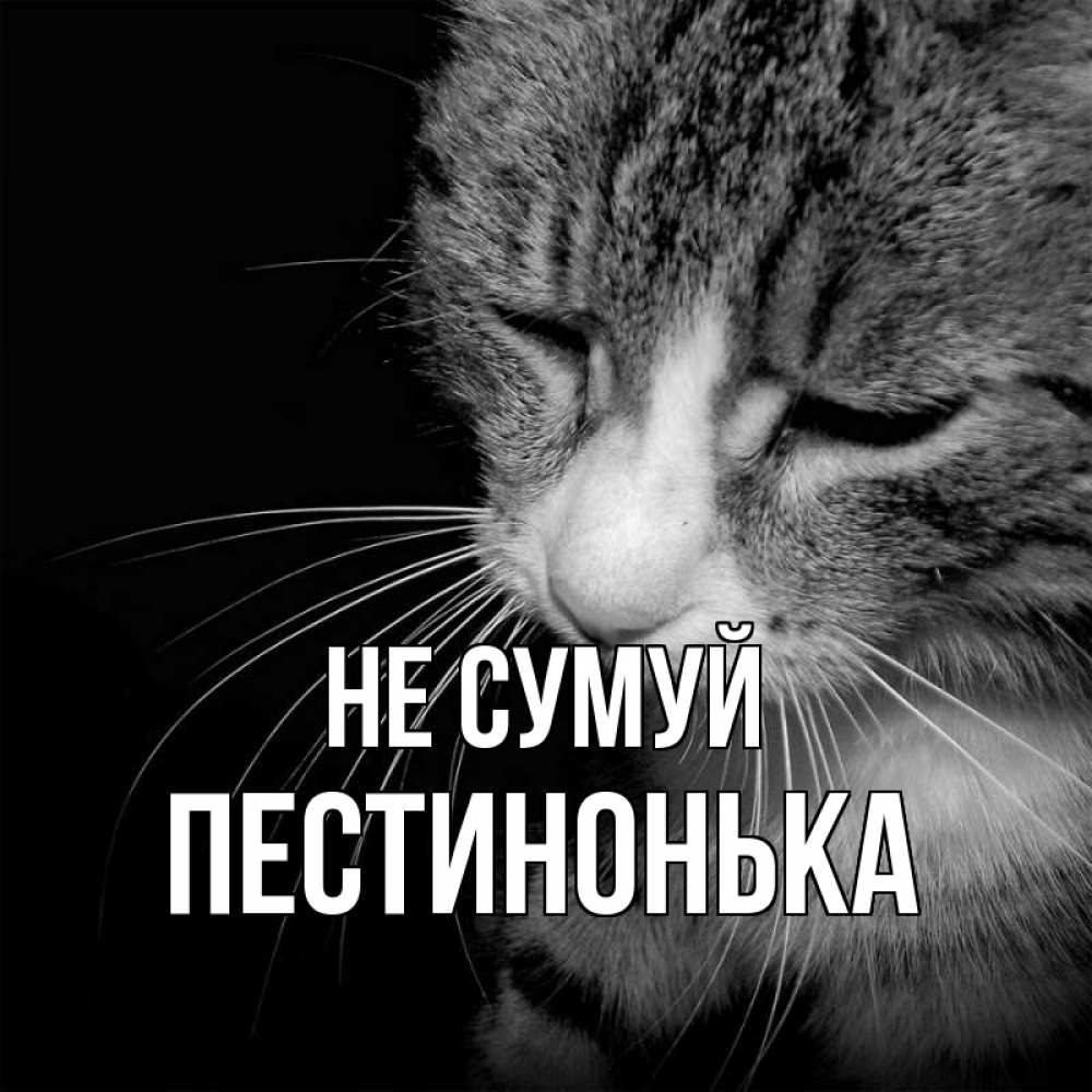 Открытка на каждый день з підписом, Пестинонька Не сумуй грустный котик Прикольна листівка з побажанням онлайн скачати безкоштовно 