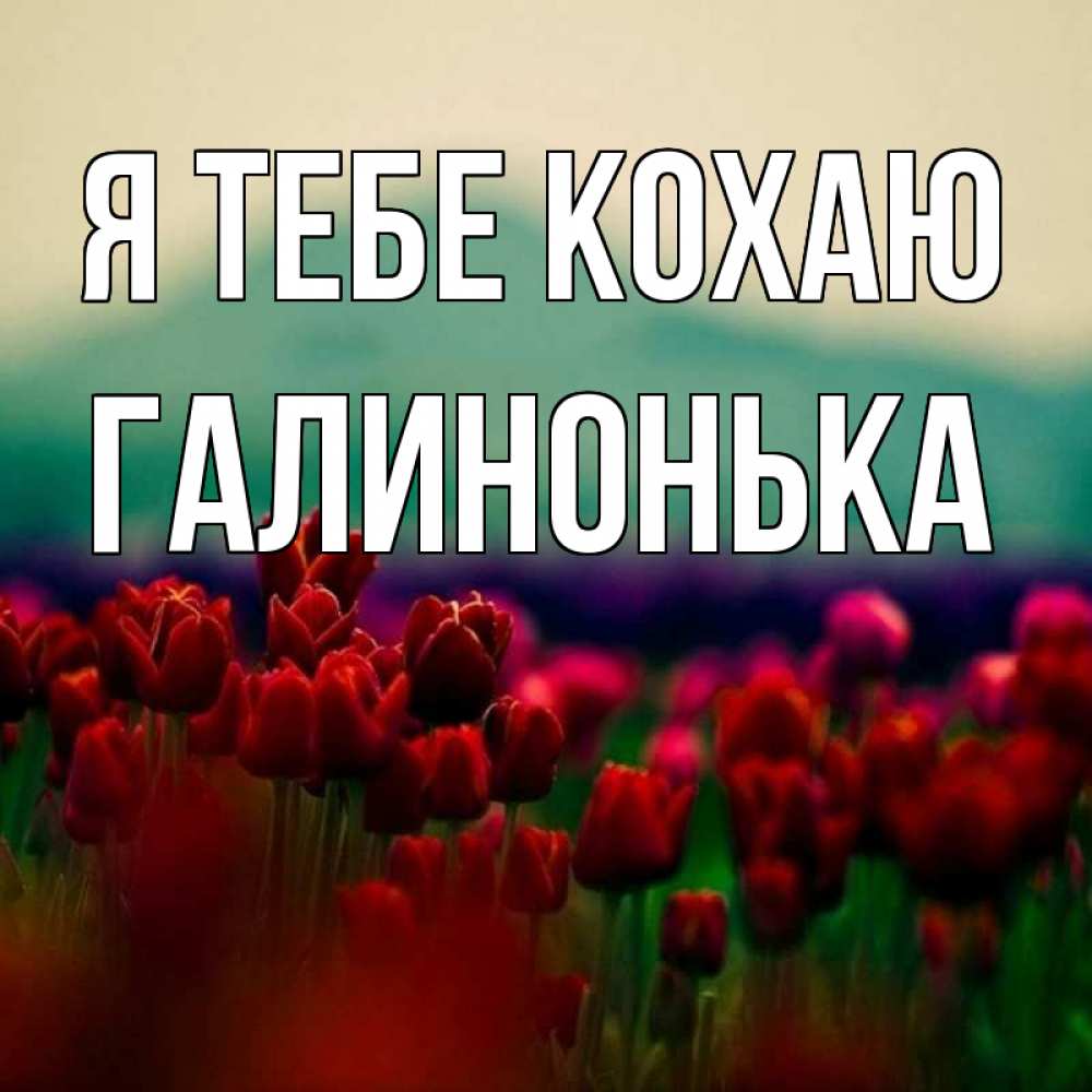 Открытка на каждый день з підписом, Галинонька Я тебе кохаю тюльпаны 4 Прикольна листівка з побажанням онлайн скачати безкоштовно 