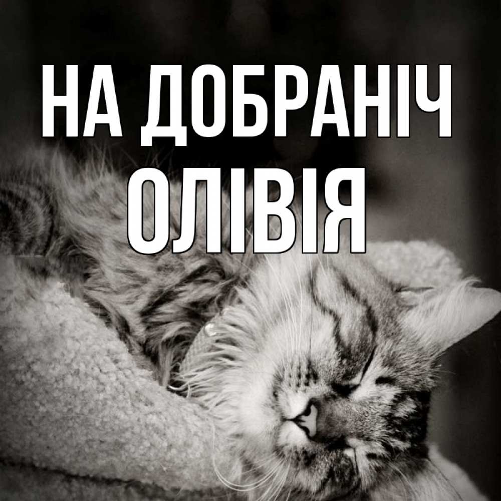 Открытка на каждый день з підписом, Олівія На добраніч котярик пушистый Прикольна листівка з побажанням онлайн скачати безкоштовно 