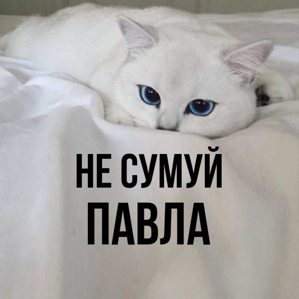 Открытка на каждый день з підписом, Павла Не сумуй Голубоглазая кошка Прикольна листівка з побажанням онлайн скачати безкоштовно 