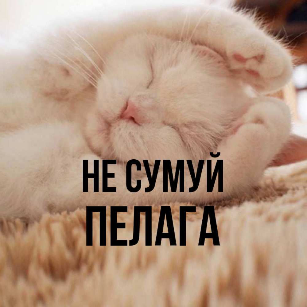 Открытка на каждый день з підписом, Пелага Не сумуй Котенок спит Прикольна листівка з побажанням онлайн скачати безкоштовно 