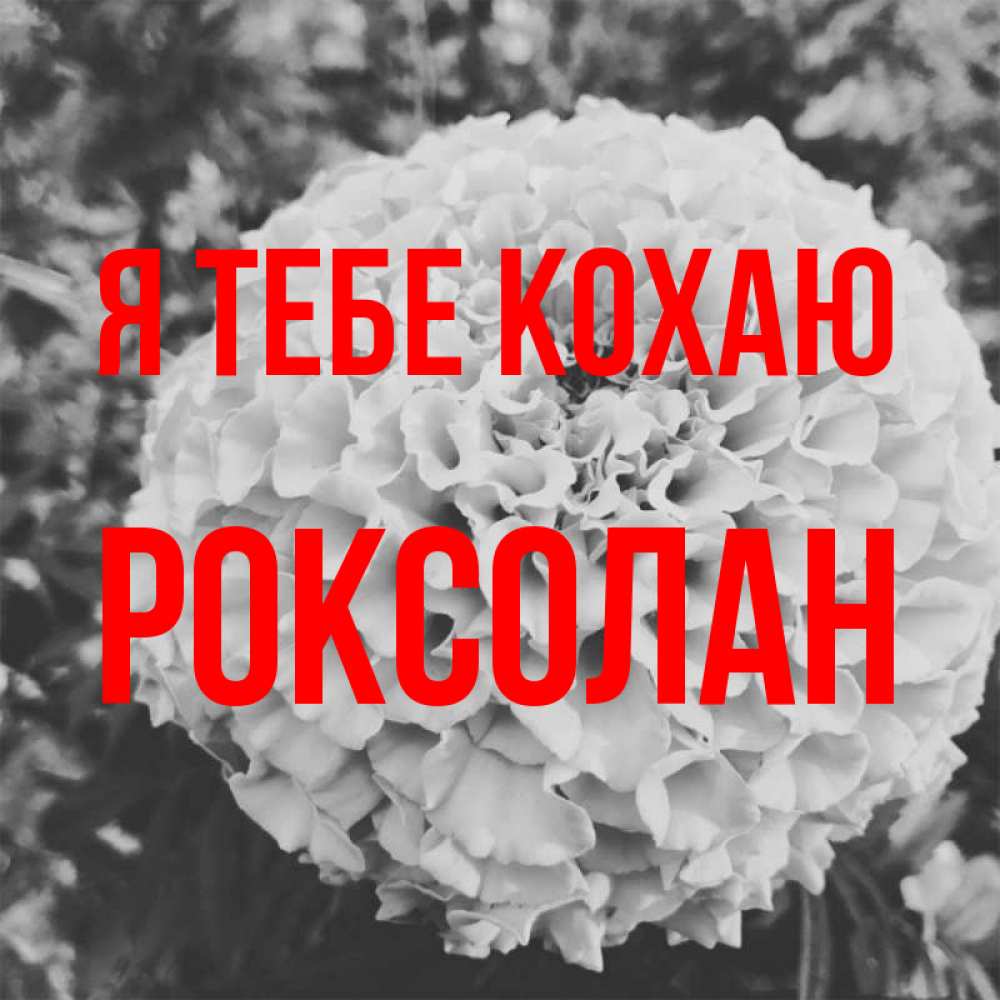 Открытка на каждый день з підписом, Роксолан Я тебе кохаю подпись Прикольна листівка з побажанням онлайн скачати безкоштовно 
