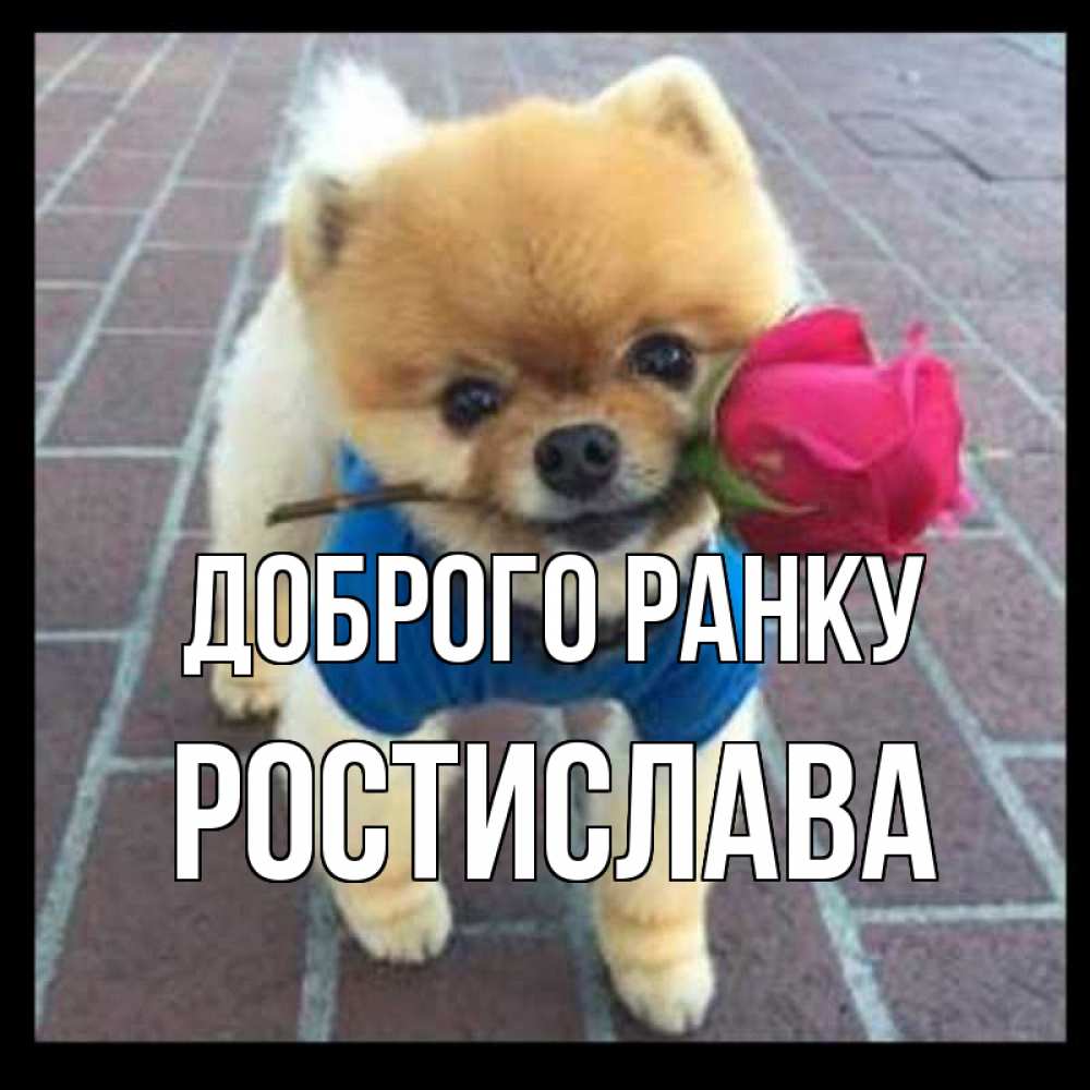 Открытка на каждый день з підписом, Ростислава Доброго ранку роза в зубах Прикольна листівка з побажанням онлайн скачати безкоштовно 