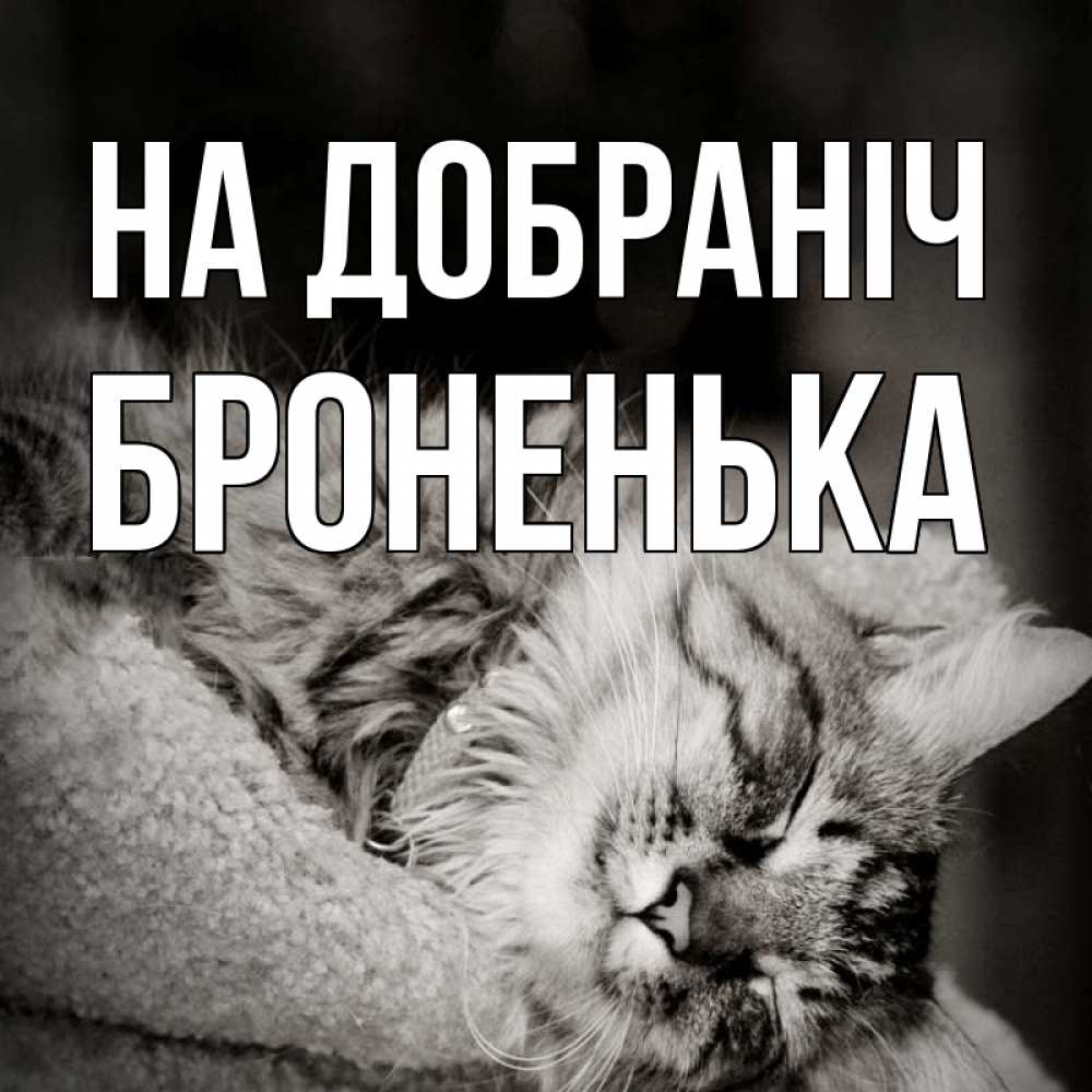 Открытка на каждый день з підписом, Броненька На добраніч котярик пушистый Прикольна листівка з побажанням онлайн скачати безкоштовно 