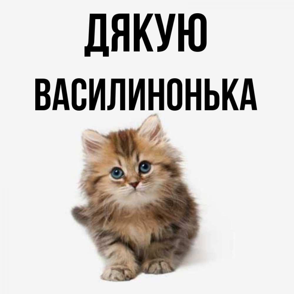 Открытка на каждый день з підписом, Василинонька Дякую пушистый котик Прикольна листівка з побажанням онлайн скачати безкоштовно 