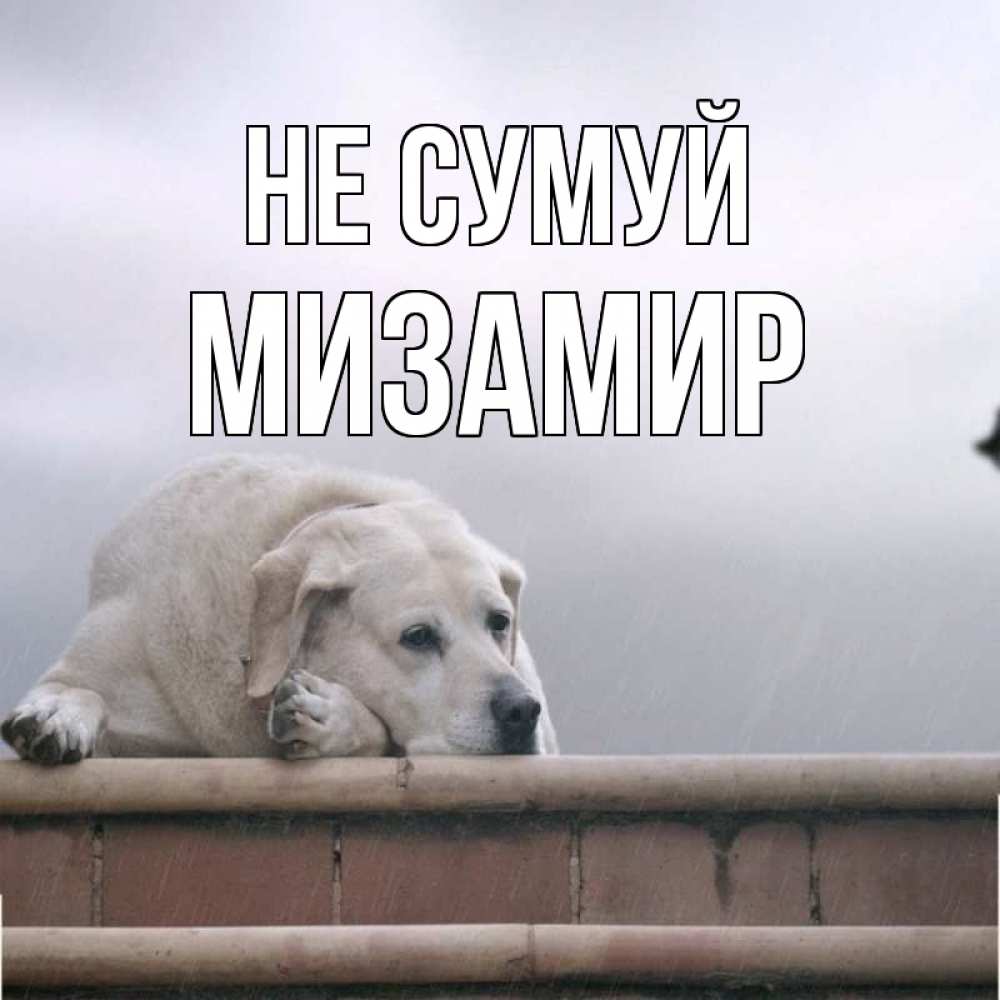 Открытка на каждый день з підписом, Мизамир Не сумуй белый пес 1 Прикольна листівка з побажанням онлайн скачати безкоштовно 