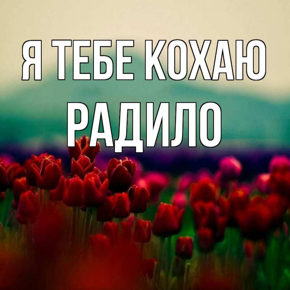 Открытка на каждый день з підписом, Радило Я тебе кохаю тюльпаны 4 Прикольна листівка з побажанням онлайн скачати безкоштовно 
