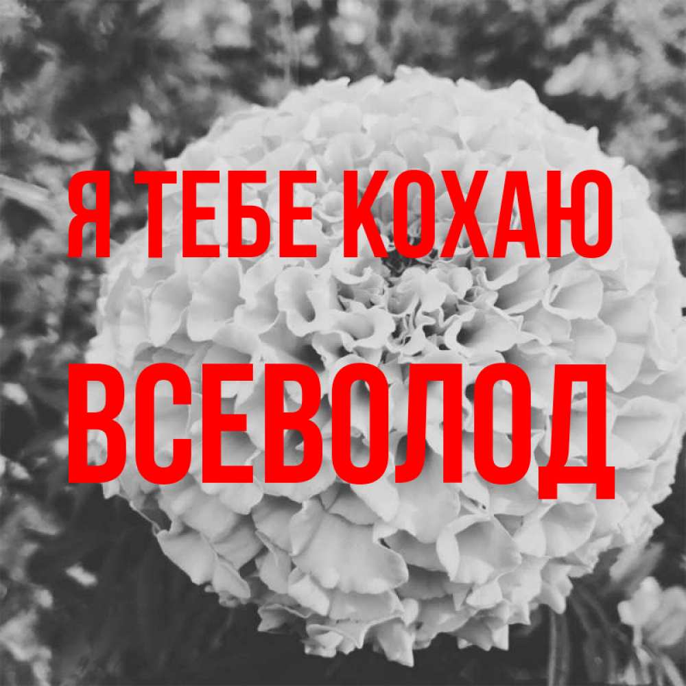 Открытка на каждый день з підписом, Всеволод Я тебе кохаю подпись Прикольна листівка з побажанням онлайн скачати безкоштовно 