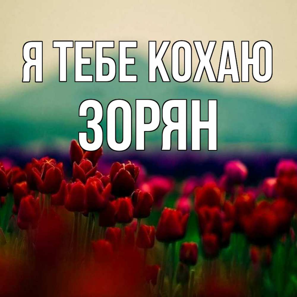 Открытка на каждый день з підписом, Зорян Я тебе кохаю тюльпаны 4 Прикольна листівка з побажанням онлайн скачати безкоштовно 