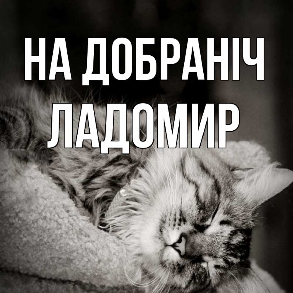 Открытка на каждый день з підписом, Ладомир На добраніч котярик пушистый Прикольна листівка з побажанням онлайн скачати безкоштовно 