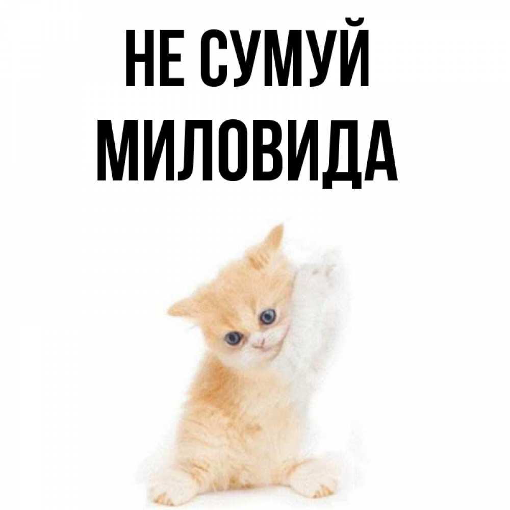 Открытка на каждый день з підписом, Миловида Не сумуй просящий кот Прикольна листівка з побажанням онлайн скачати безкоштовно 
