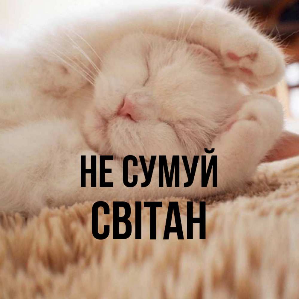 Открытка на каждый день з підписом, Світан Не сумуй Котенок спит Прикольна листівка з побажанням онлайн скачати безкоштовно 