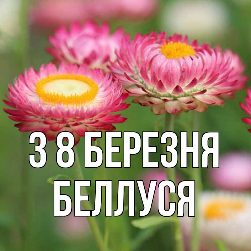 Открытка на каждый день з підписом, Беллуся З 8 БЕРЕЗНЯ подарок на международный женский день Прикольна листівка з побажанням онлайн скачати безкоштовно 