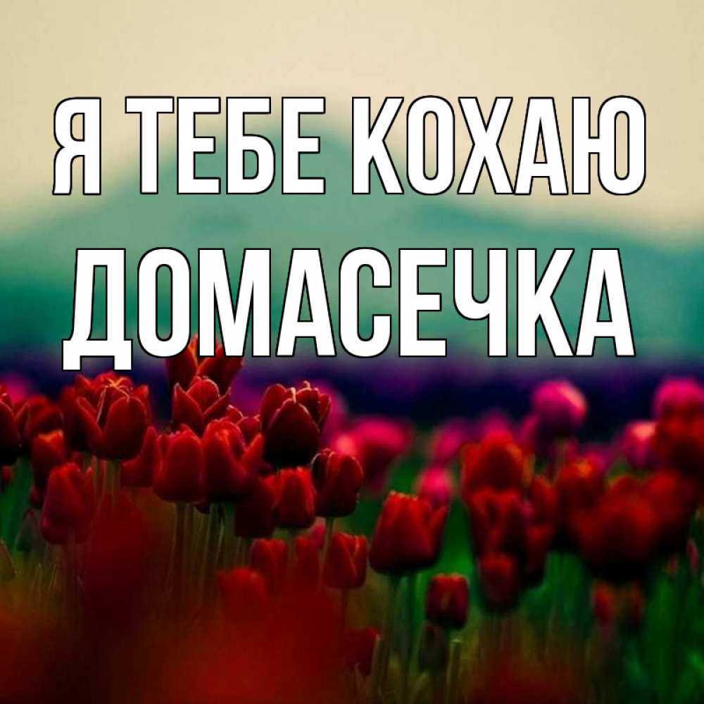 Открытка на каждый день з підписом, Домасечка Я тебе кохаю тюльпаны 4 Прикольна листівка з побажанням онлайн скачати безкоштовно 