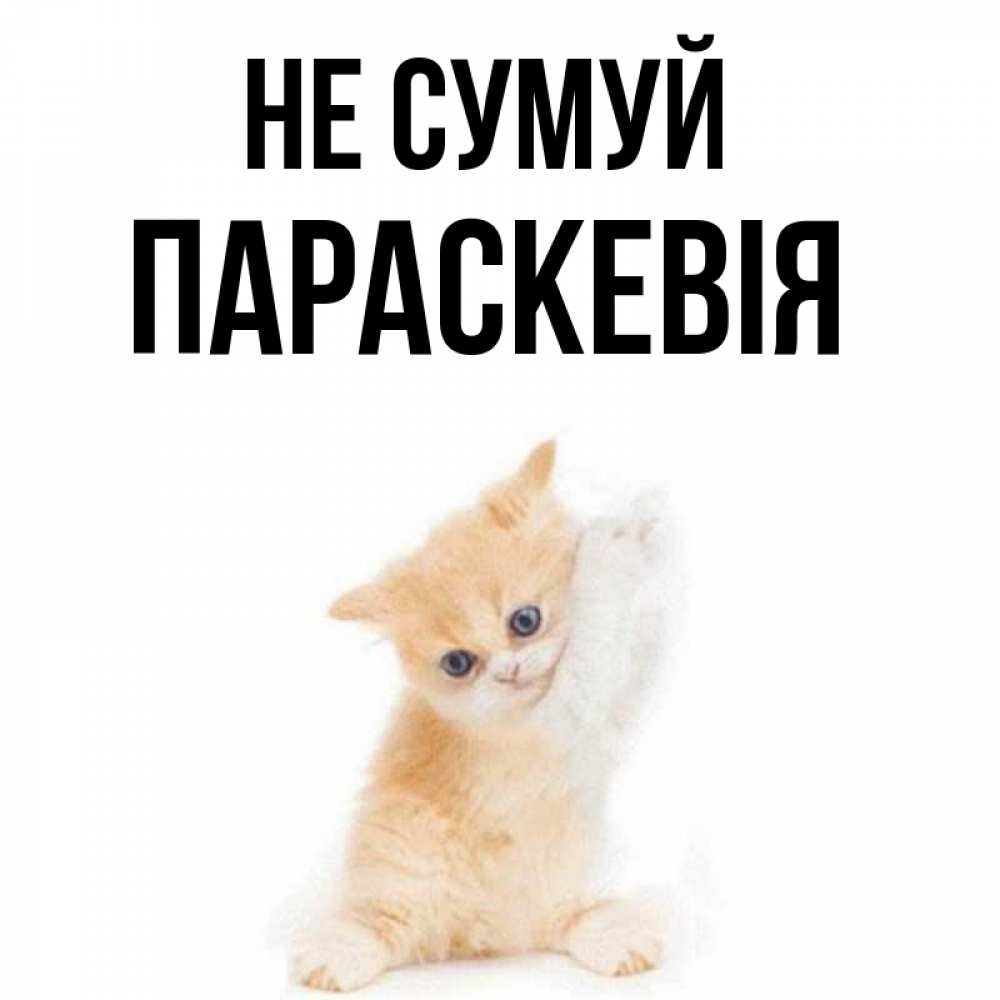 Открытка на каждый день з підписом, Параскевія Не сумуй просящий кот Прикольна листівка з побажанням онлайн скачати безкоштовно 