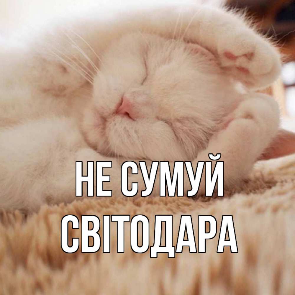 Открытка на каждый день з підписом, Світодара Не сумуй белый кот Прикольна листівка з побажанням онлайн скачати безкоштовно 
