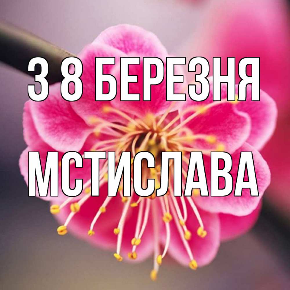 Открытка на каждый день з підписом, Мстислава З 8 БЕРЕЗНЯ цветы Прикольна листівка з побажанням онлайн скачати безкоштовно 