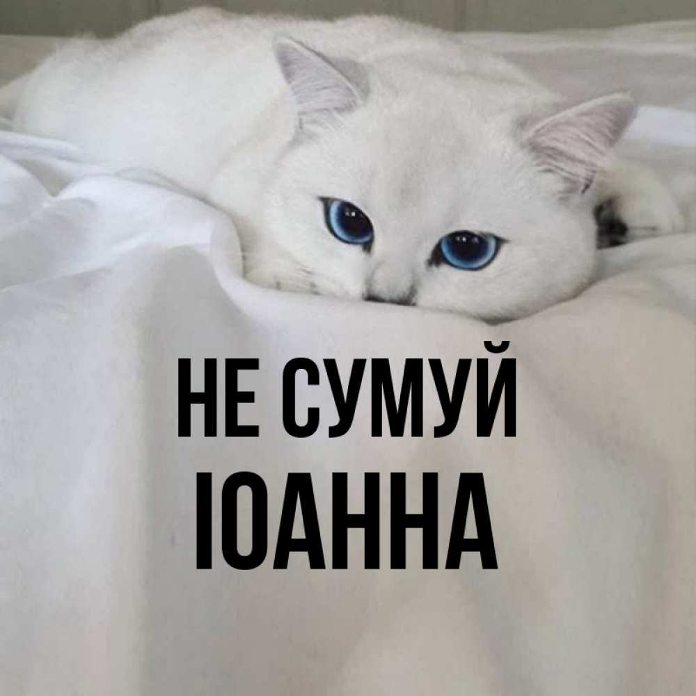 Открытка на каждый день з підписом, Іоанна Не сумуй Голубоглазая кошка Прикольна листівка з побажанням онлайн скачати безкоштовно 