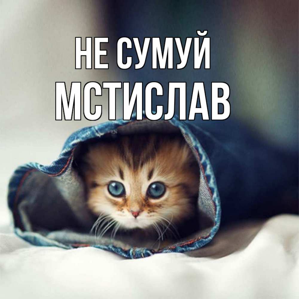 Открытка на каждый день з підписом, Мстислав Не сумуй рыжик котик Прикольна листівка з побажанням онлайн скачати безкоштовно 