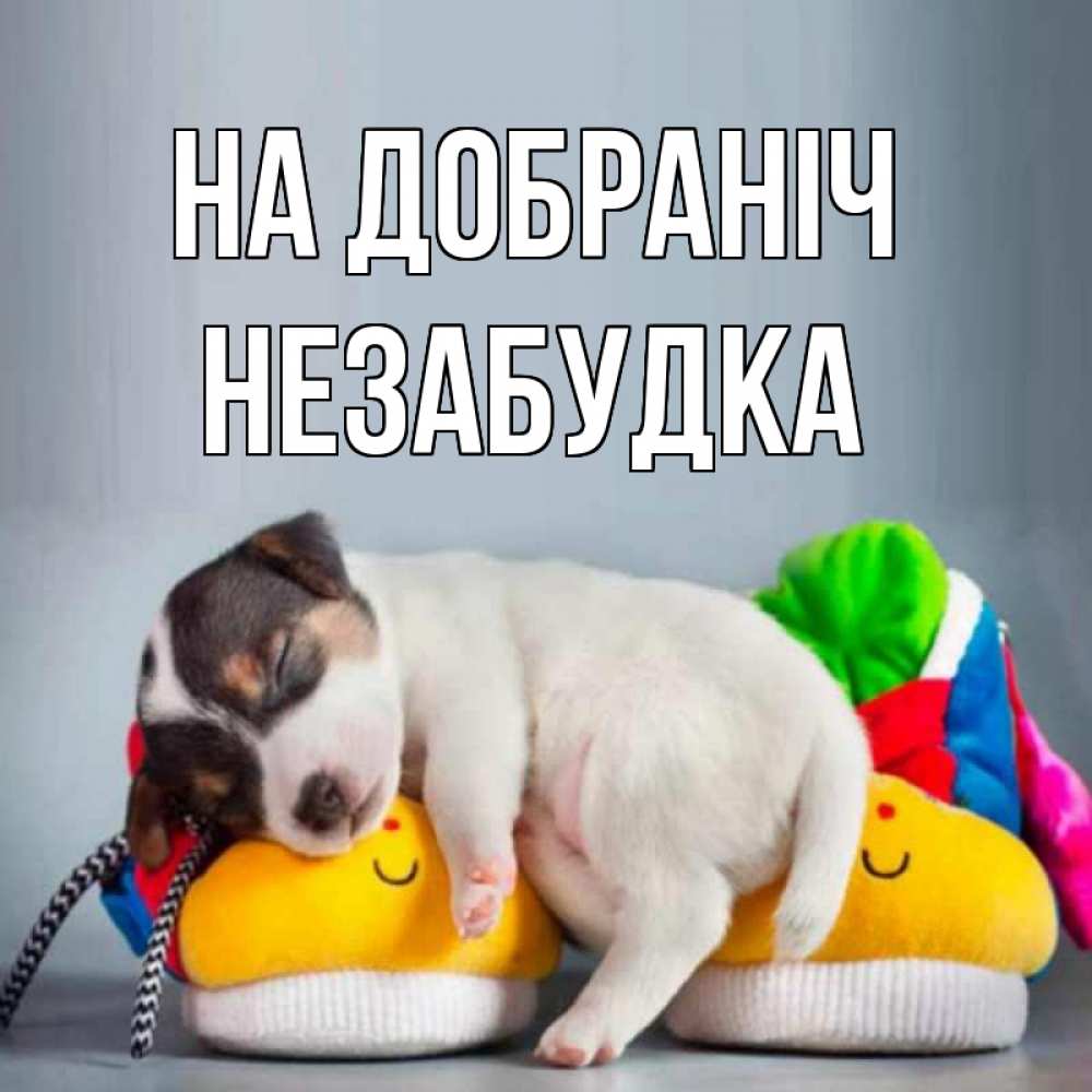 Открытка на каждый день з підписом, Незабудка На добраніч собачка Прикольна листівка з побажанням онлайн скачати безкоштовно 