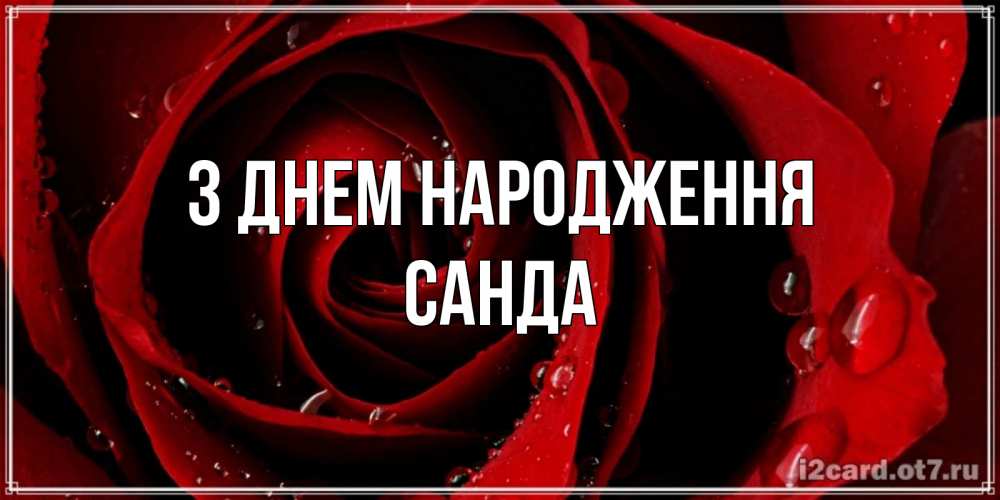 Открытка на каждый день з підписом, Санда З Днем народження крупная бордовая роза Прикольна листівка з побажанням онлайн скачати безкоштовно 