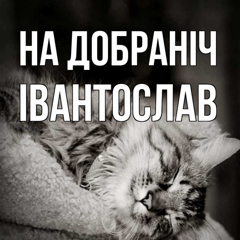 Открытка на каждый день з підписом, Івантослав На добраніч котярик пушистый Прикольна листівка з побажанням онлайн скачати безкоштовно 