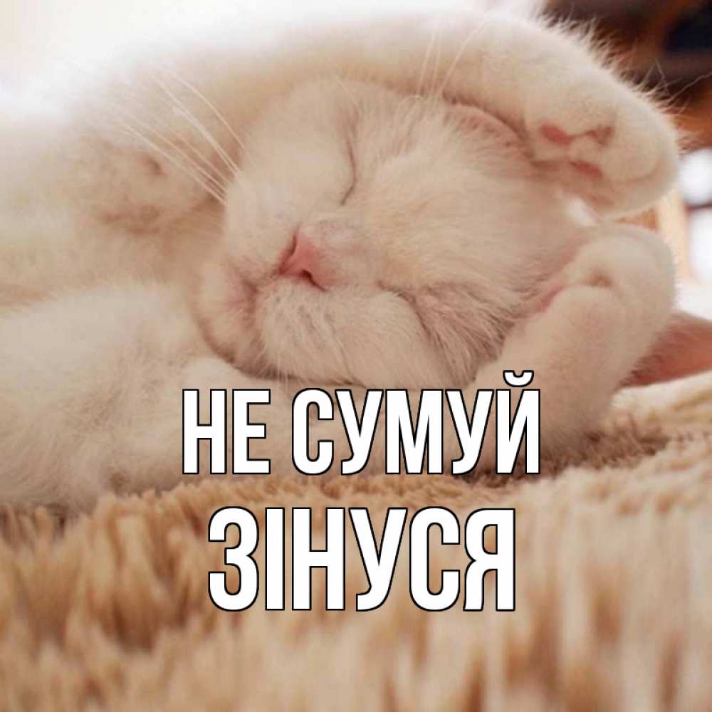 Открытка на каждый день з підписом, Зінуся Не сумуй белый кот Прикольна листівка з побажанням онлайн скачати безкоштовно 