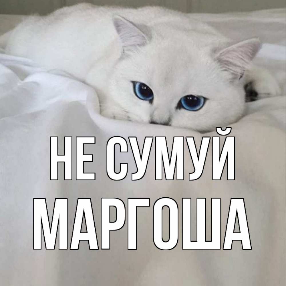 Открытка на каждый день з підписом, Маргоша Не сумуй белый кот с голубыми глазами на белоснежной кровати Прикольна листівка з побажанням онлайн скачати безкоштовно 