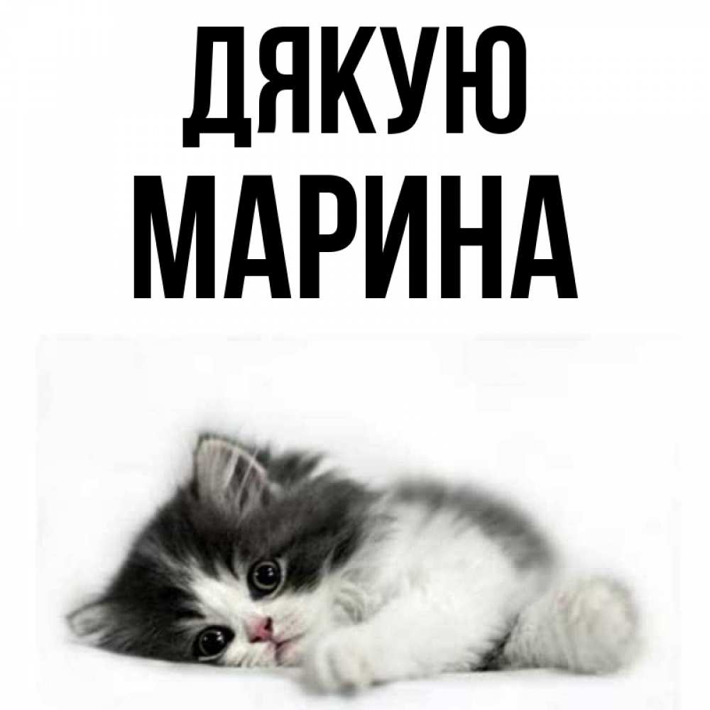 Открытка на каждый день з підписом, Марина Дякую черный и белый кот Прикольна листівка з побажанням онлайн скачати безкоштовно 