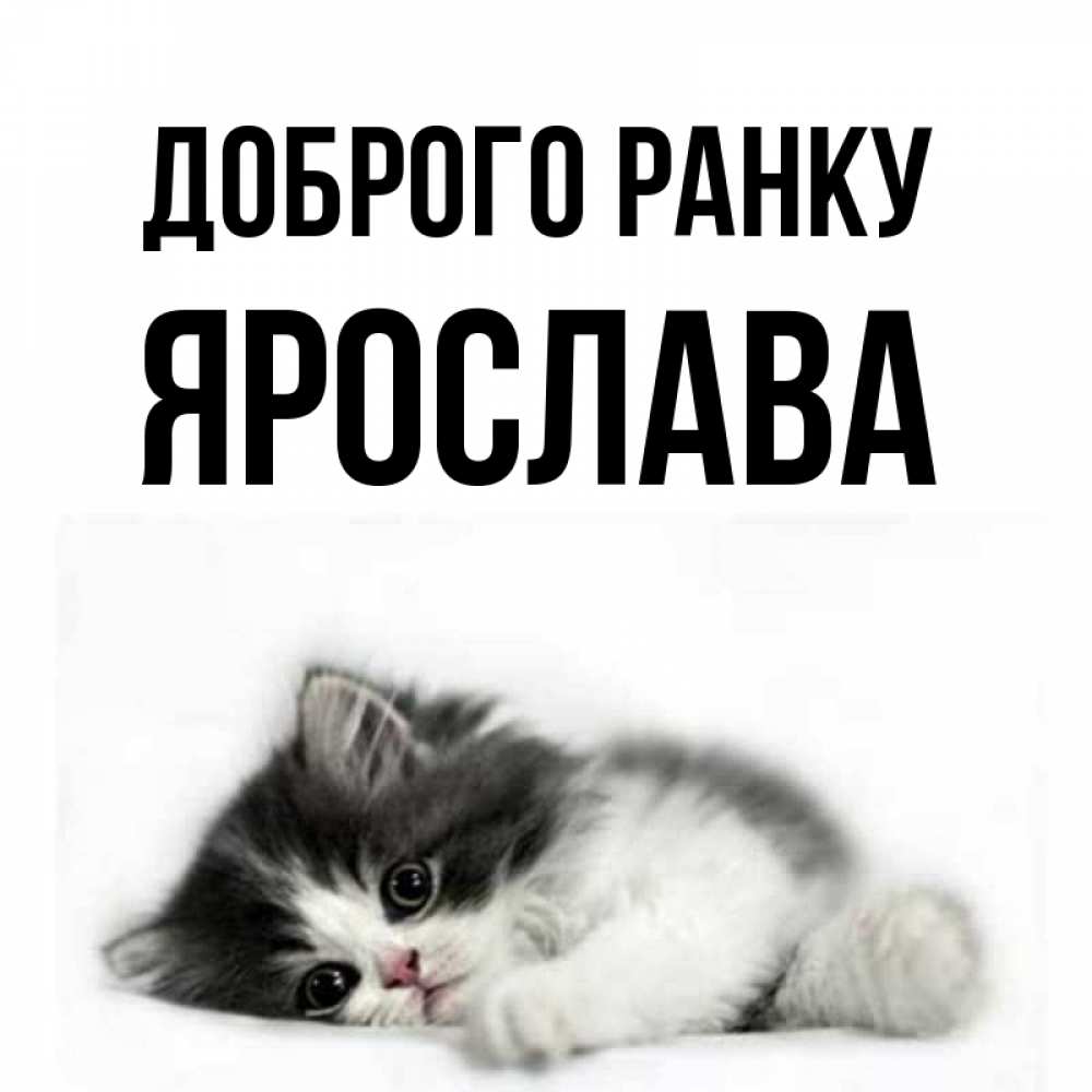 Открытка на каждый день з підписом, Ярослава Доброго ранку кот лапки Прикольна листівка з побажанням онлайн скачати безкоштовно 