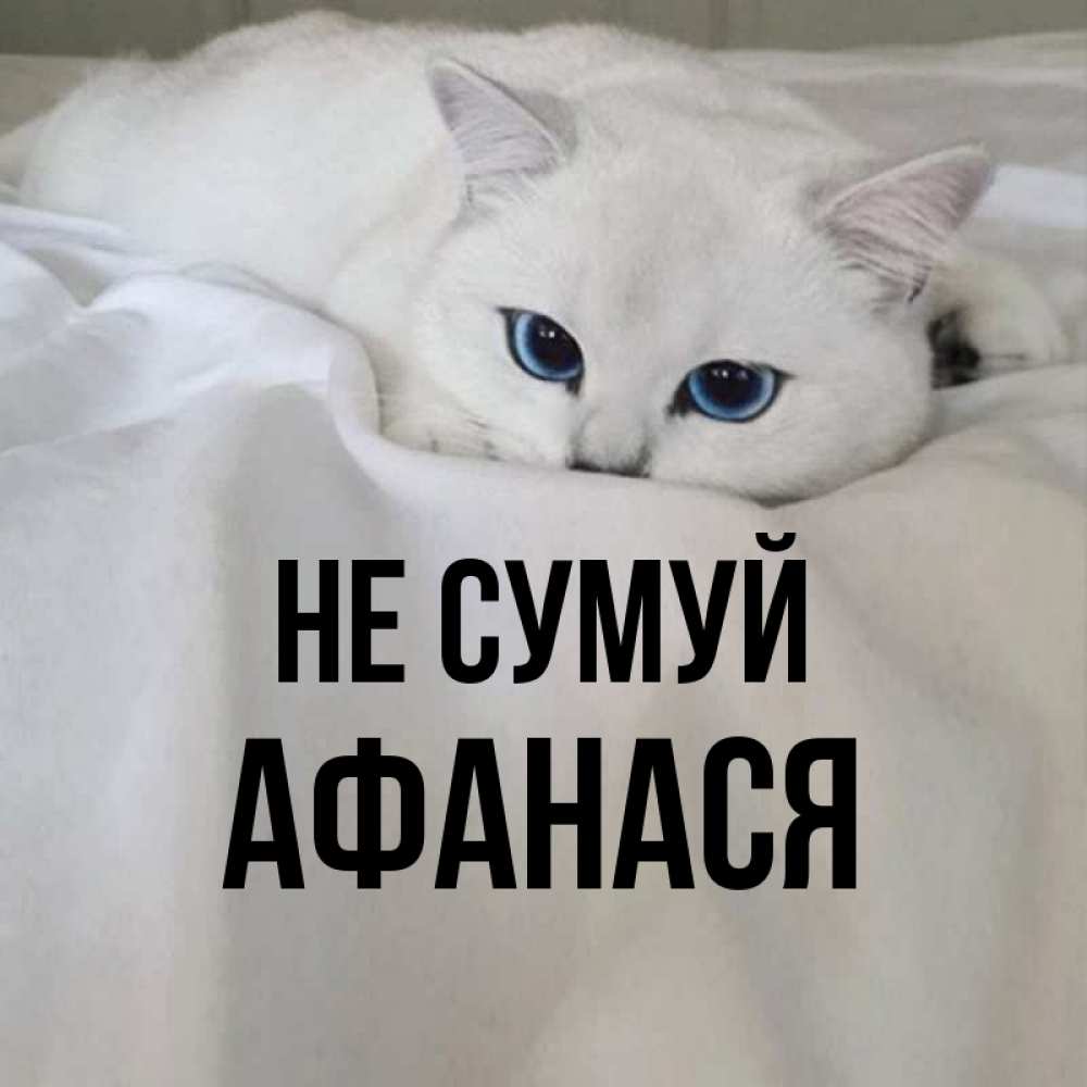 Открытка на каждый день з підписом, Афанася Не сумуй Голубоглазая кошка Прикольна листівка з побажанням онлайн скачати безкоштовно 