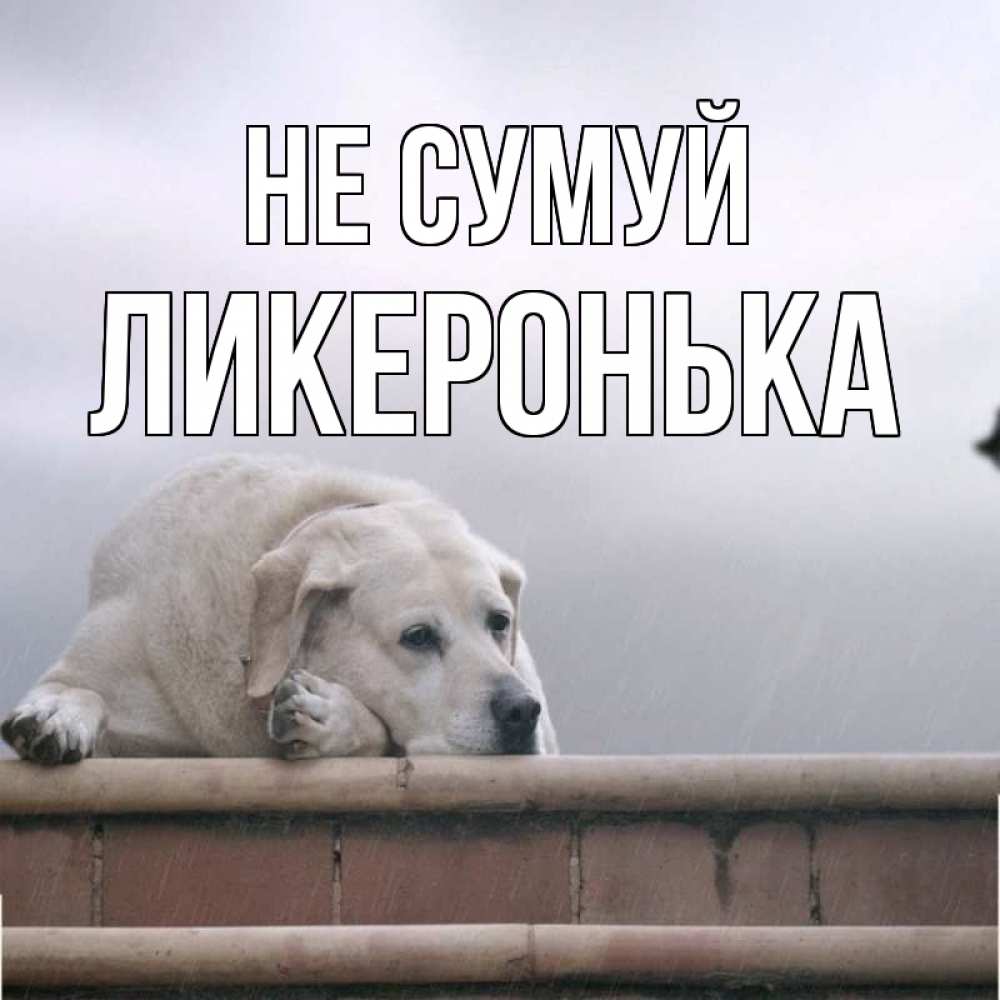 Открытка на каждый день з підписом, Ликеронька Не сумуй белый пес 1 Прикольна листівка з побажанням онлайн скачати безкоштовно 