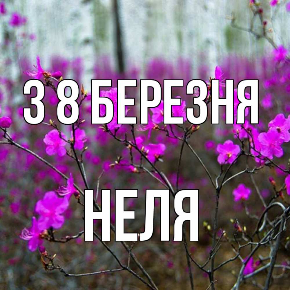 Открытка на каждый день з підписом, Неля З 8 БЕРЕЗНЯ дикие цветы Прикольна листівка з побажанням онлайн скачати безкоштовно 