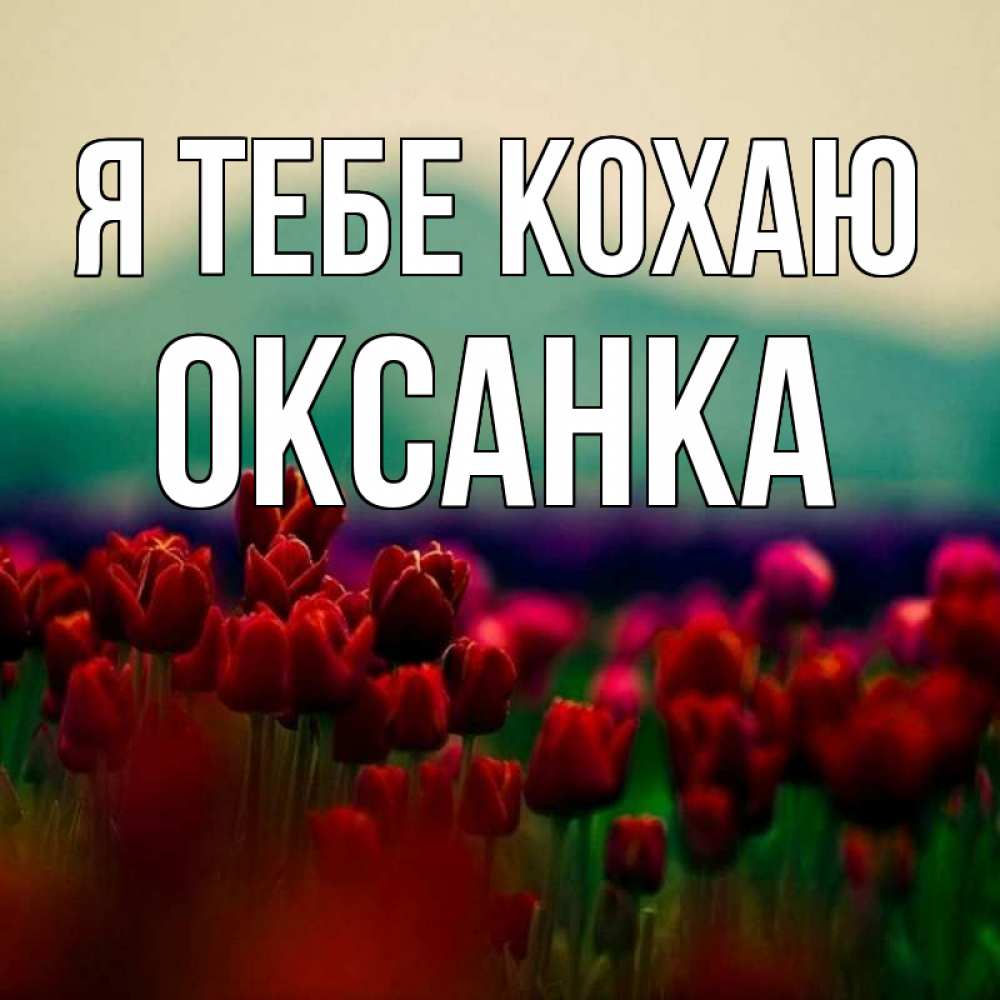 Открытка на каждый день з підписом, Оксанка Я тебе кохаю тюльпаны 4 Прикольна листівка з побажанням онлайн скачати безкоштовно 