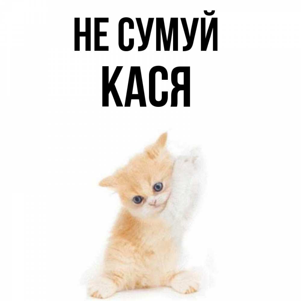 Открытка на каждый день з підписом, Кася Не сумуй просящий кот Прикольна листівка з побажанням онлайн скачати безкоштовно 